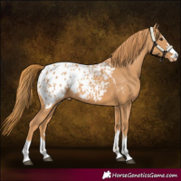 Horse Color:Chestnut Appaloosa