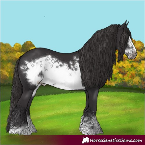 Horse Color:Smoky Black Frame