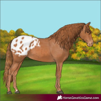 Horse Color:Chestnut Appaloosa 