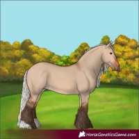 Horse Color:Silver Bay Dun