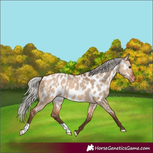 Horse Color:Silver Bay Dun Appaloosa