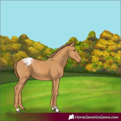 Horse Color:Chestnut Appaloosa 
