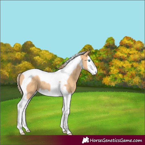 Horse Color:Gold Champagne Splash Tobiano 