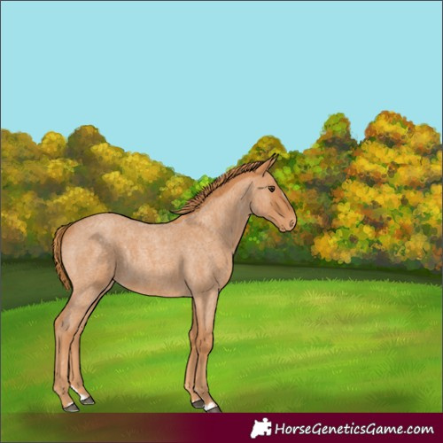 Horse Color:Red Roan Splash Appaloosa 