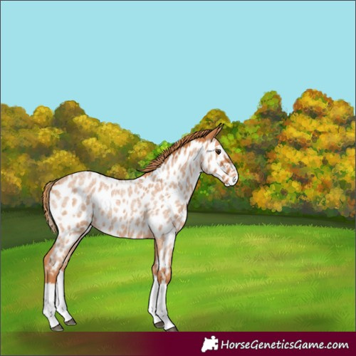 Horse Color:Red Roan Splash Appaloosa 