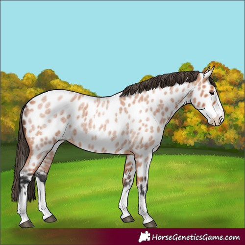 Horse Color:Bay Roan Splash Appaloosa