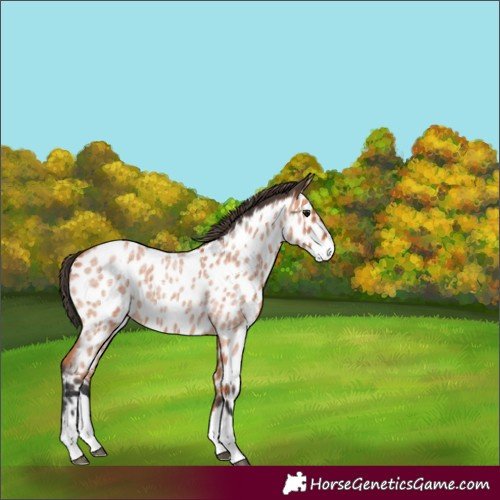 Horse Color:Bay Roan Splash Appaloosa 