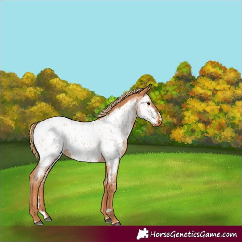 Horse Color:Red Roan Splash Appaloosa 