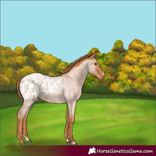 Horse Color:Red Roan Splash Appaloosa 
