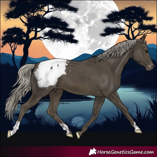 Horse Color:Silver Smoky Black Appaloosa 