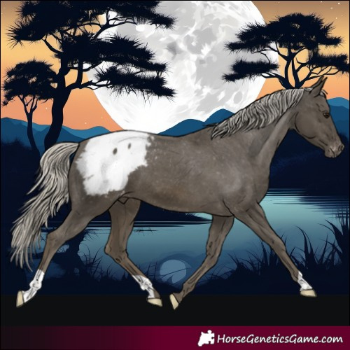 Horse Color:Silver Smoky Black Appaloosa 