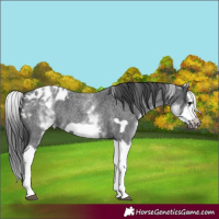 Horse Color:White Spotted Blue Roan Splash Frame Appaloosa 