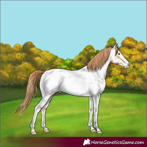 Horse Color:Gold Champagne Splash Tobiano Near Fewspot 