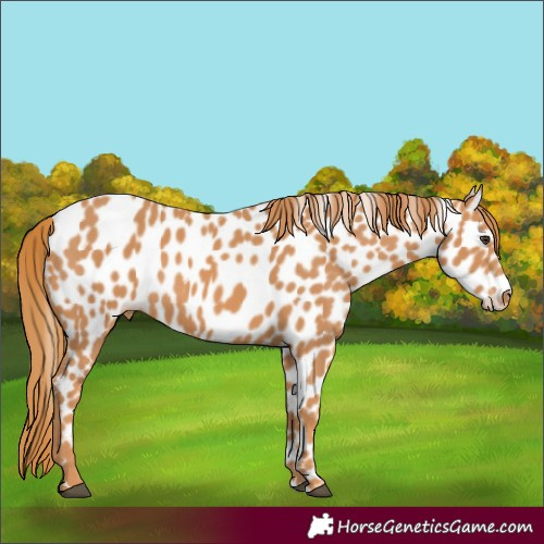 Horse Color:Chestnut Appaloosa