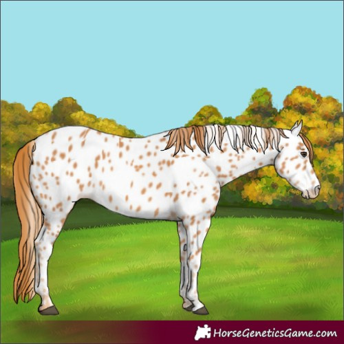 Horse Color:Chestnut Appaloosa Rabicano