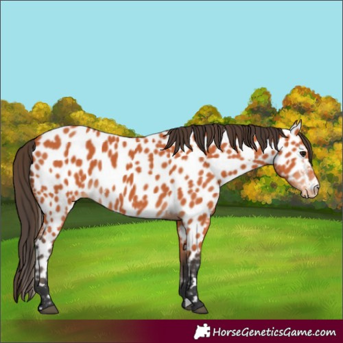 Horse Color:Bay Appaloosa 