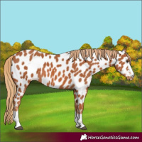 Horse Color:Chestnut Near Leopard 