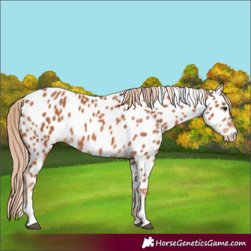 Horse Color:Chestnut Appaloosa