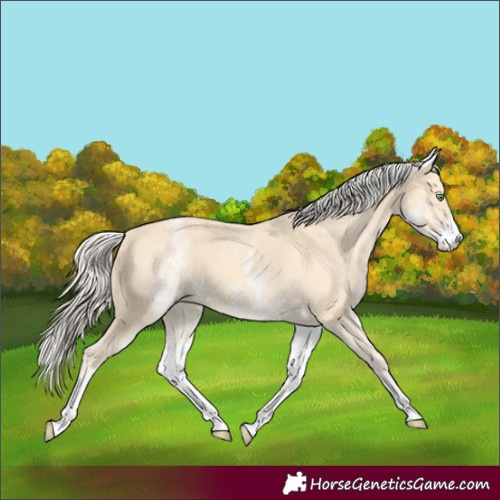 Horse Color:White Spotted Gold Cream Champagne 