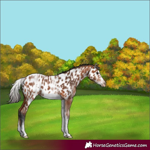Horse Color:White Spotted Bay Splash Frame Appaloosa 