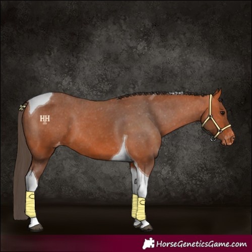 Horse Color:Bay Tobiano Appaloosa