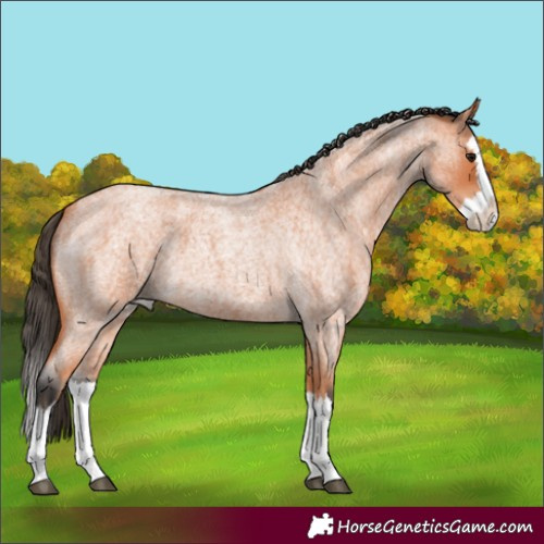 Horse Color:Bay Roan Splash 