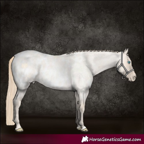 Horse Color:Perlino Roan Appaloosa