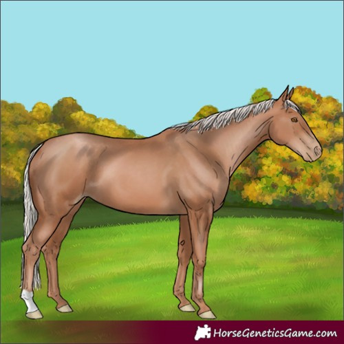 Horse Color:Silver Black Pearl