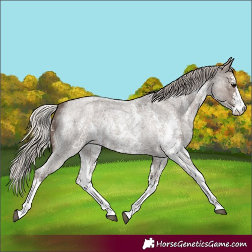 Horse Color:Silver Blue Roan Sabino
