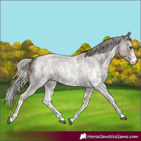 Horse Color:Silver Blue Roan Sabino 