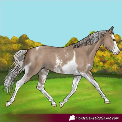 Horse Color:Silver Grullo Sabino Splash Tobiano 
