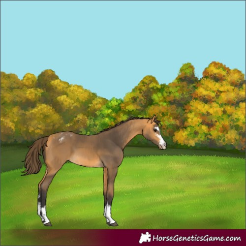 Horse Color:Buckskin Appaloosa  and Buckskin Appaloosa 