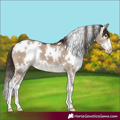Horse Color:White Spotted Liver Red Dun Sabino Appaloosa