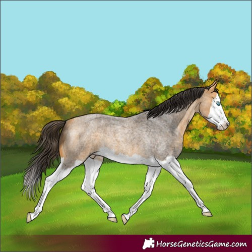 Horse Color:Buckskin Roan Splash Rabicano