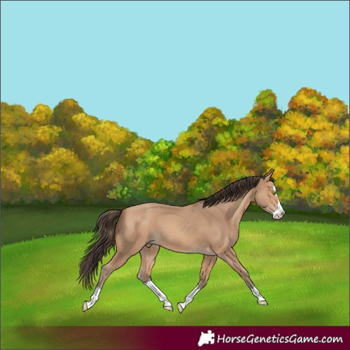 Horse Color:Amber Champagne Splash