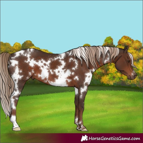Horse Color:White Spotted Liver Chestnut