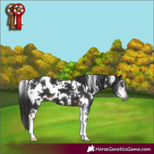 Horse Color:Gray White Spotted Liver Chestnut Sabino