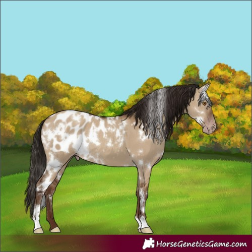 Horse Color:Gray White Spotted Classic Champagne Dun Appaloosa