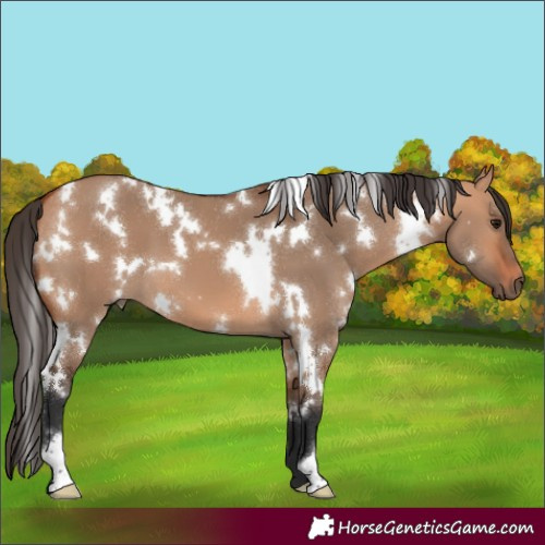 Horse Color:White Spotted Bay Dun 