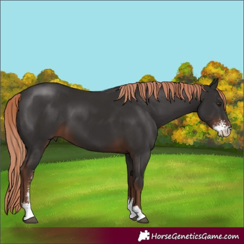 Horse Color:Liver Chestnut Sabino 