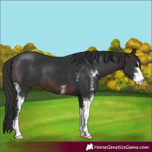 Horse Color:Brown Sabino 