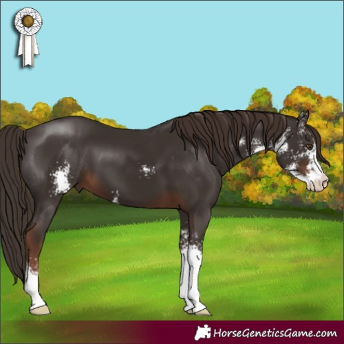 Horse Color:Liver Chestnut Sabino