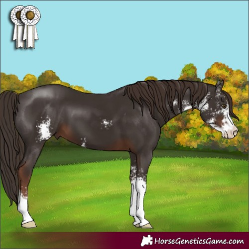 Horse Color:Liver Chestnut Sabino