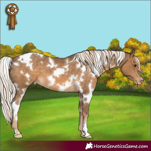 Horse Color:White Spotted Chocolate Palomino Appaloosa 