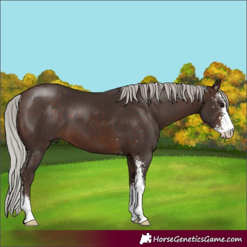 Horse Color:Silver Brown Sabino
