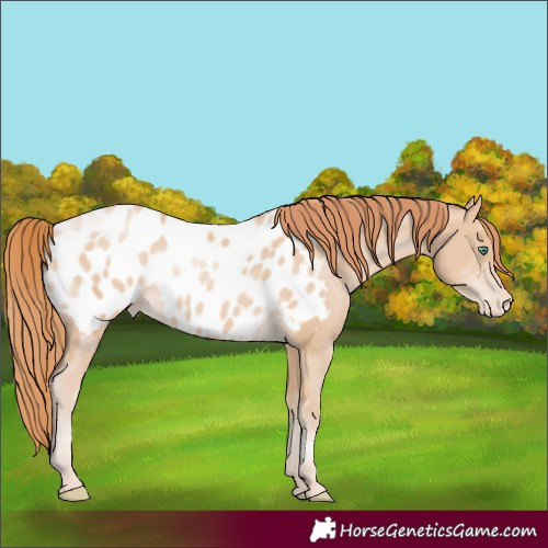 Horse Color:Smoky Black Pearl Appaloosa Rabicano