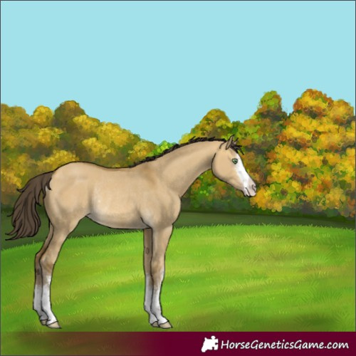 Horse Color:White Spotted Sable Cream Champagne Dun Rabicano 