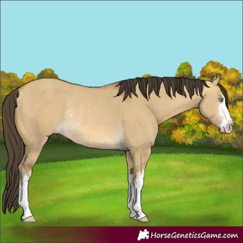 Horse Color:White Spotted Sable Cream Champagne Dun Rabicano