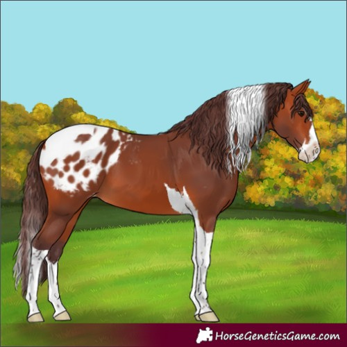 Horse Color:Chocolate Bay Splash Tobiano Appaloosa 