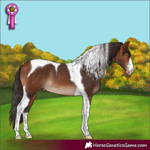 Horse Color:Bay Tobiano Appaloosa Rabicano 